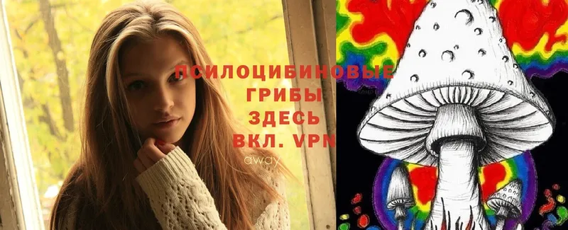 мега как войти  Нерехта  Галлюциногенные грибы Psilocybe 